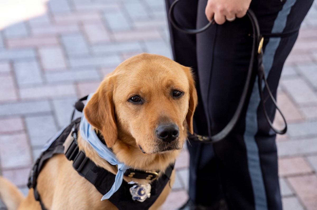 Taffy looking at the camera